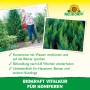Neudorff BioKraft Vitalkur für Koniferen: Frau gießt Konifere mit roter Gießkanne, Nahaufnahme von Koniferen.