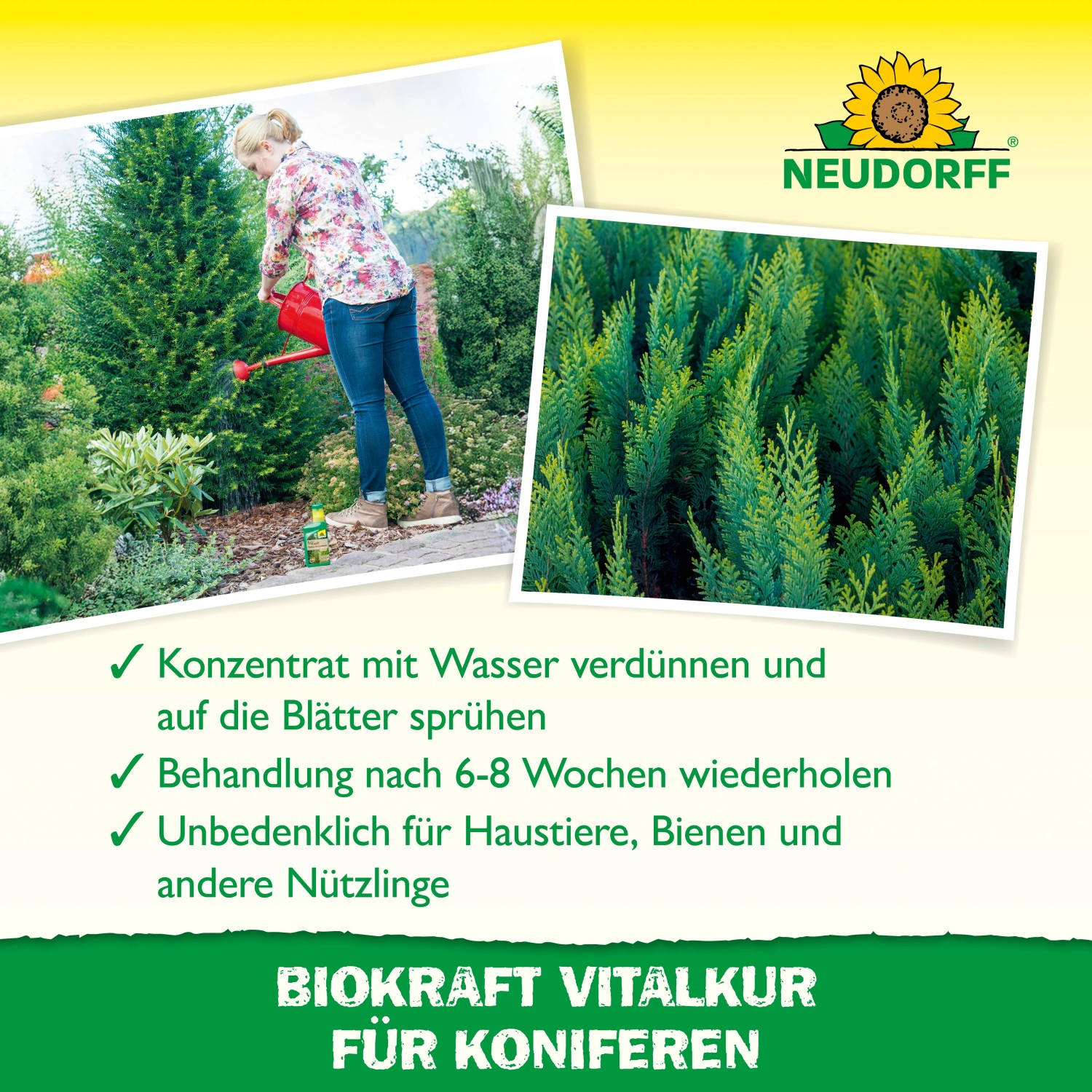 Neudorff BioKraft Vitalkur für Koniferen: Frau gießt Konifere mit roter Gießkanne, Nahaufnahme von Koniferen.