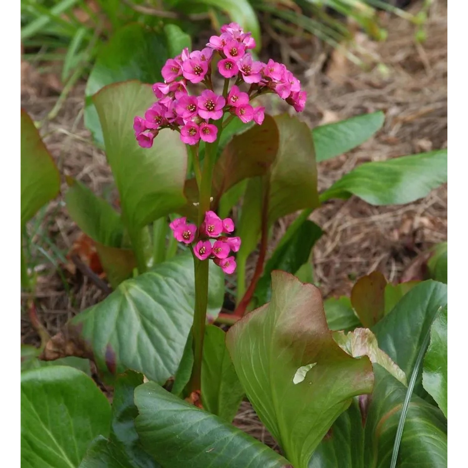 Bergenie Rote Schwester - Bergenia cordifolia
