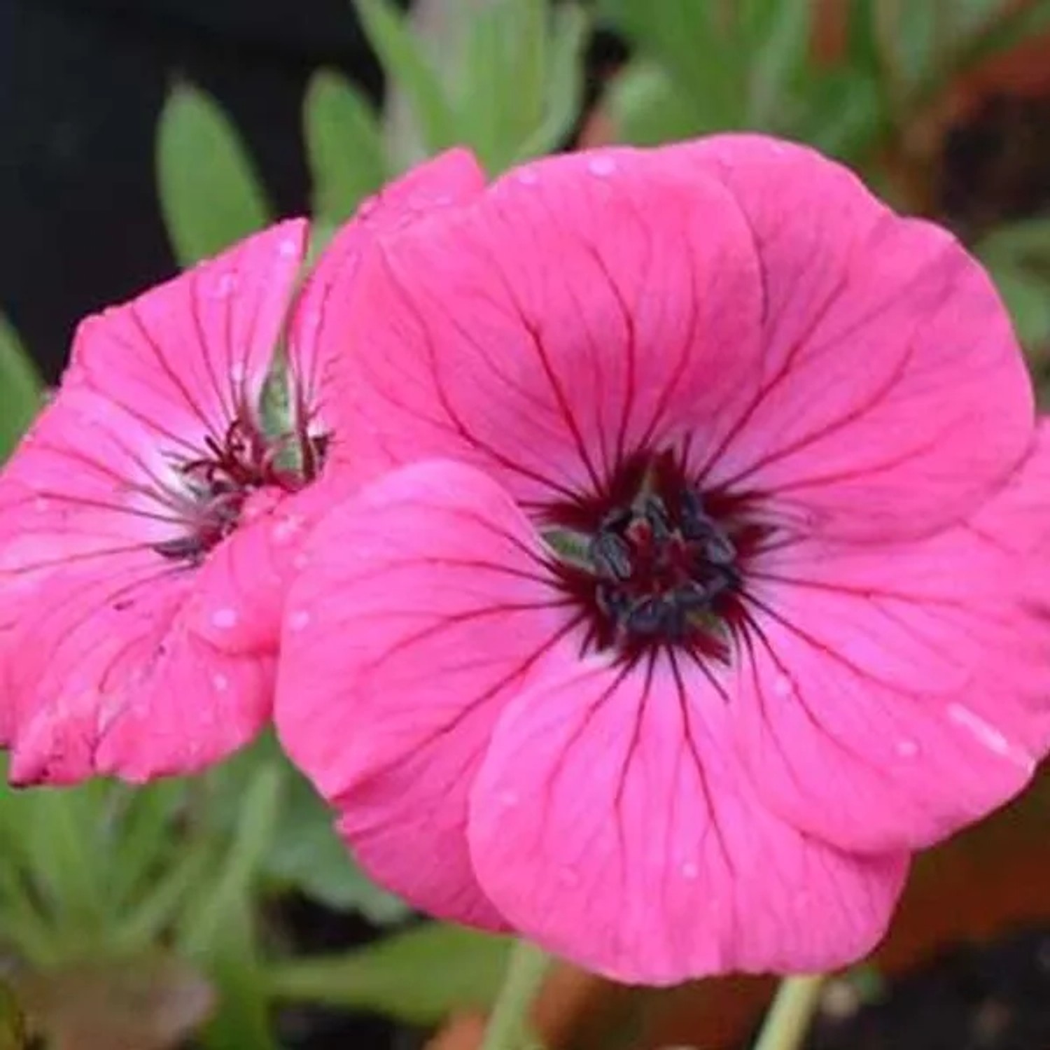 6 x Aschgrauer Storchschnabel 'Splendens' Geranium cinereum Topf 9cm Lange Blütezeit