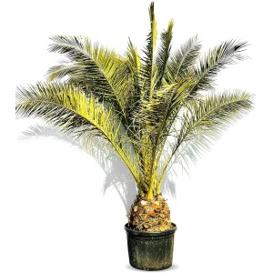 Sunny-Tree Palme Phoenix Canariensis XXL 300 cm Kanarische Dattelpalme