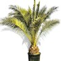 Sunny-Tree Palme Phoenix Canariensis XXL 300 cm Kanarische Dattelpalme