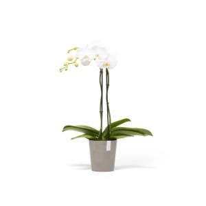 Ecopots Pflanztopf Morinda braungrau mit weißer Orchidee, 14,2x16cm, für Innen- und Außenbereich.