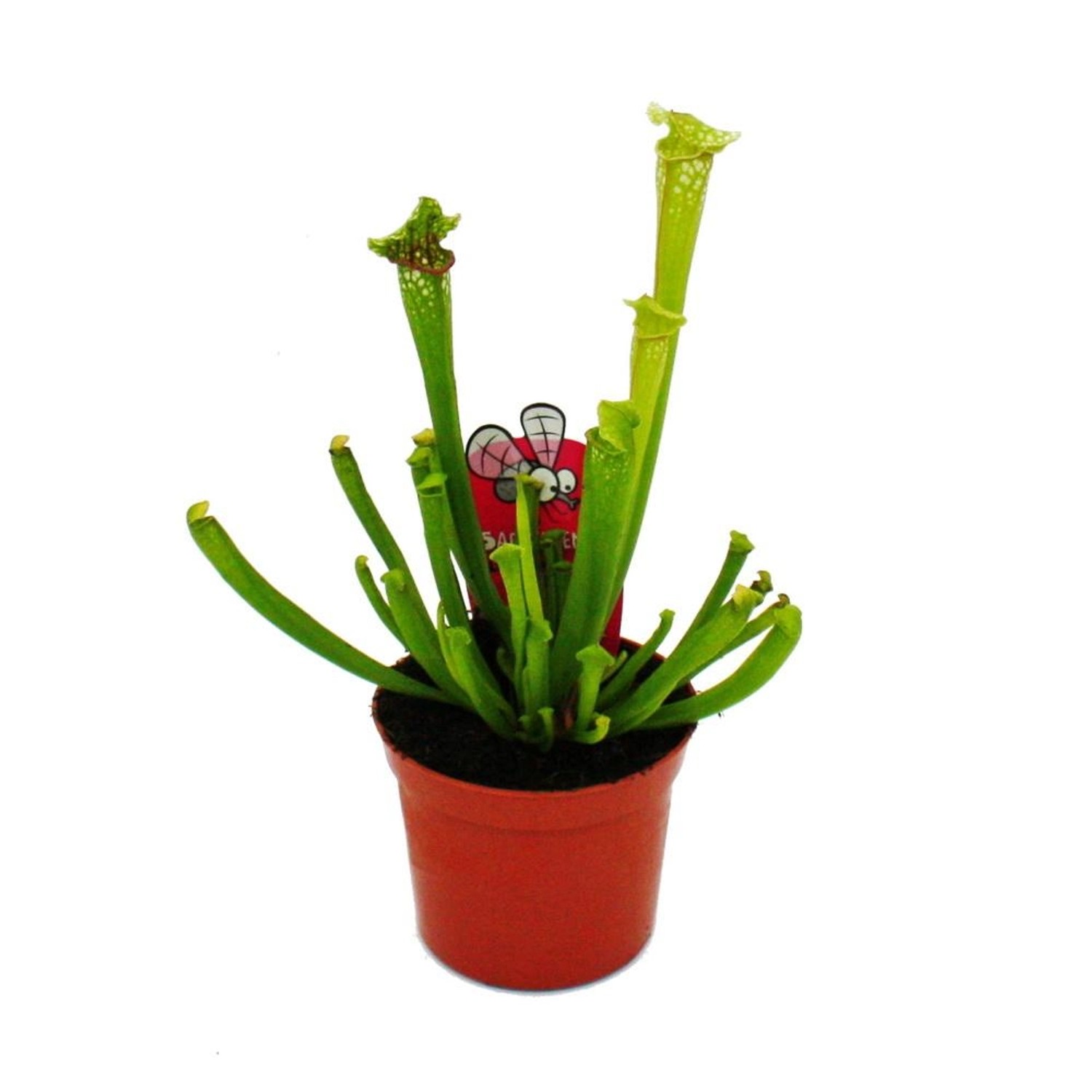 Exotenherz Schlauchpflanze Sarracenia leucophylla im 9cm Topf, eine fleischfressende Pflanze.