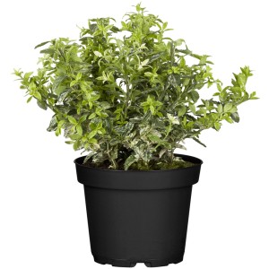 Kriechspindel Harlequin im Topf, grüne Blätter mit weißen Sprenkeln, GROW by OBI.