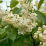 Nahaufnahme des Syringa Vulgaris Flieder Primrose mit gelben Blüten und grünen Blättern.