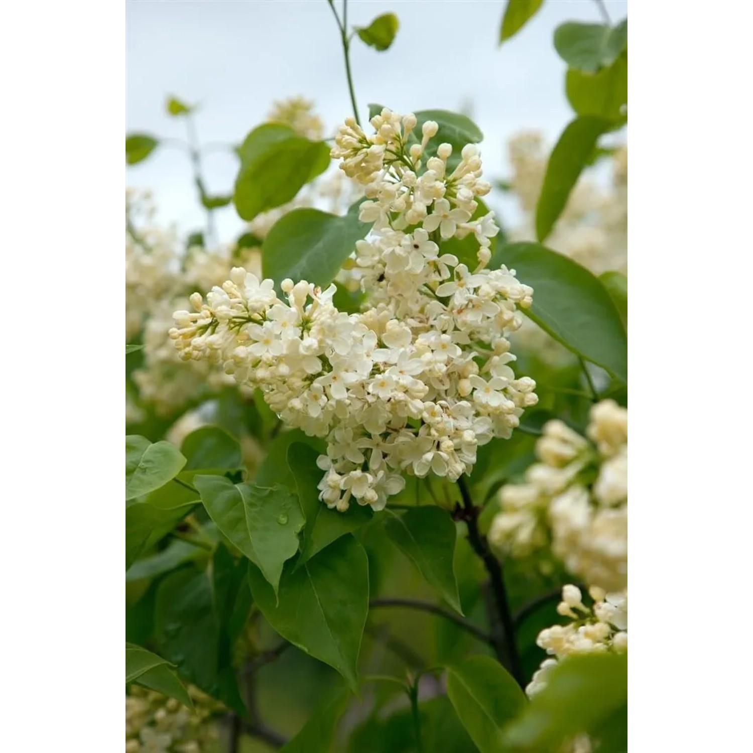 Nahaufnahme des Syringa Vulgaris Flieder Primrose mit gelben Blüten und grünen Blättern.