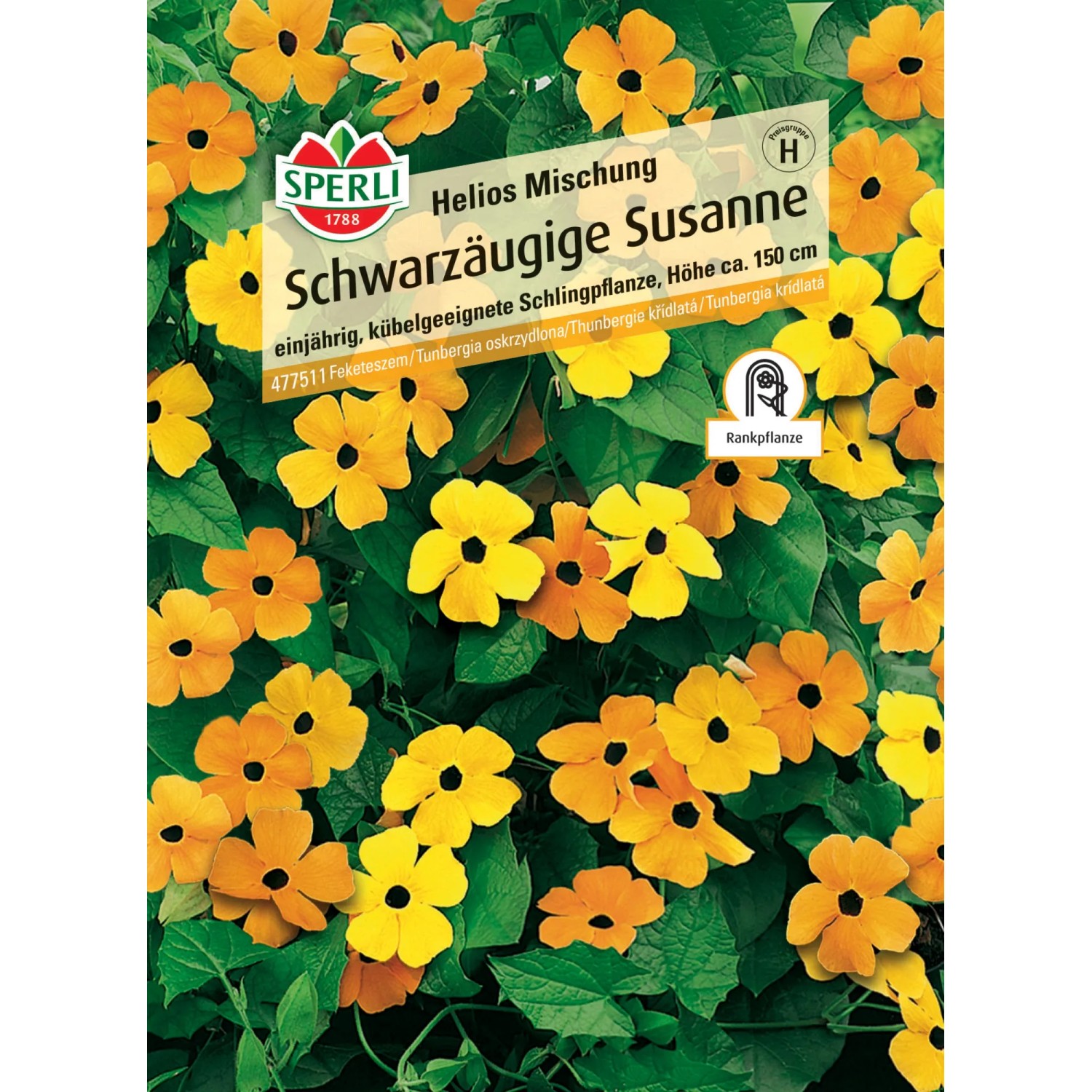 Sperli Schwarzäugige Susanne "Orange mit Auge" Thunbergia alata