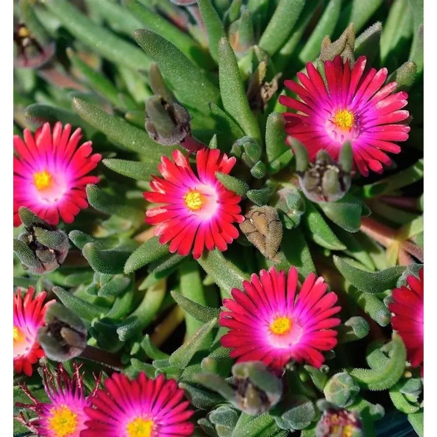 Mittagsblümchen Jewel of Desert Sunstone - Delosperma