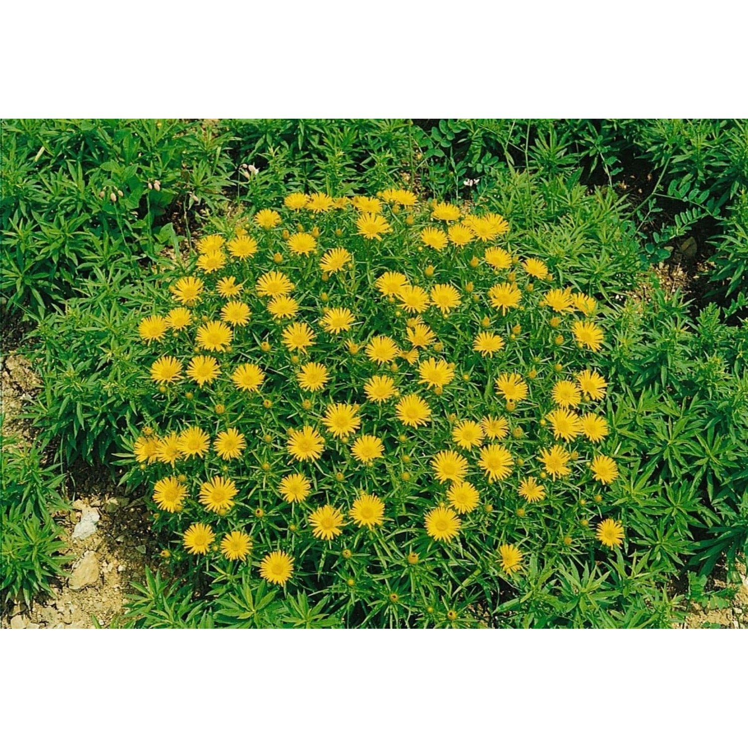 Inula Hirta Rauhaarige Alant Ca. 9x9 cm Topf günstig online kaufen