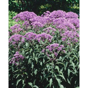 Purpur Wasserdost 'Baby Joe' im Topf, Staude mit rosa-violetten Blüten.