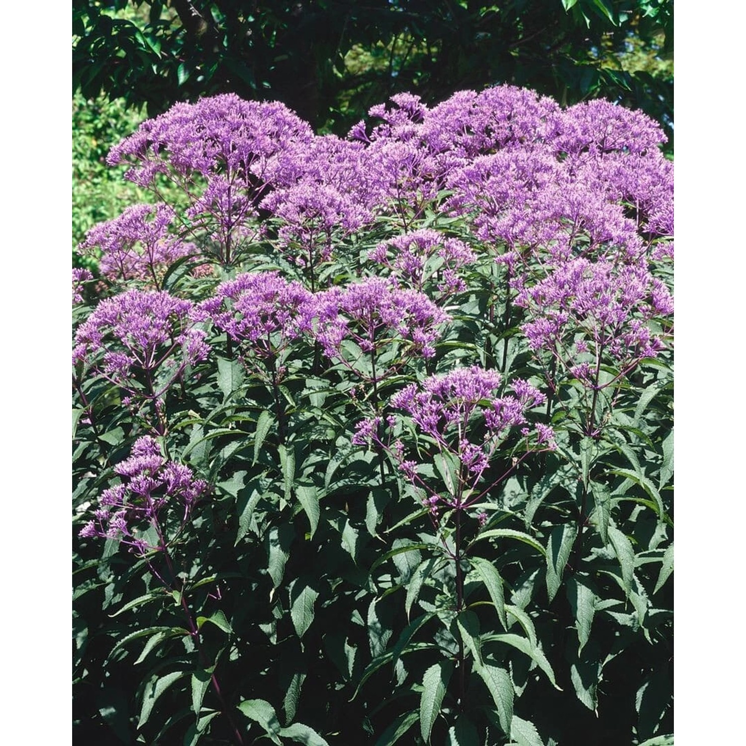 Eupatorium Fistulosum Baby Joe R Purpur Wasserdost Ca. 11x11 cm Topf günstig online kaufen