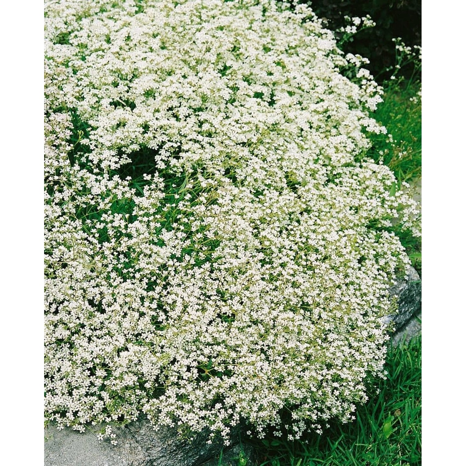 Gypsophila Fastigiata Silverstar Gipskraut 2 Liter Container günstig online kaufen