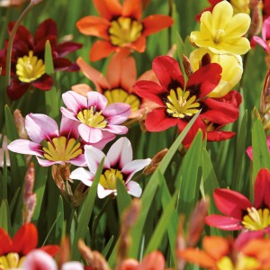 Farbenfrohe Harlekinblumen Tricolor-Mischung (Sparaxis) im Beet. Blumenzwiebeln von GROW by OBI.