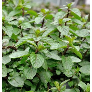 Nahaufnahme der grünen Blätter der Pfefferminze After Eight (Mentha piperita).