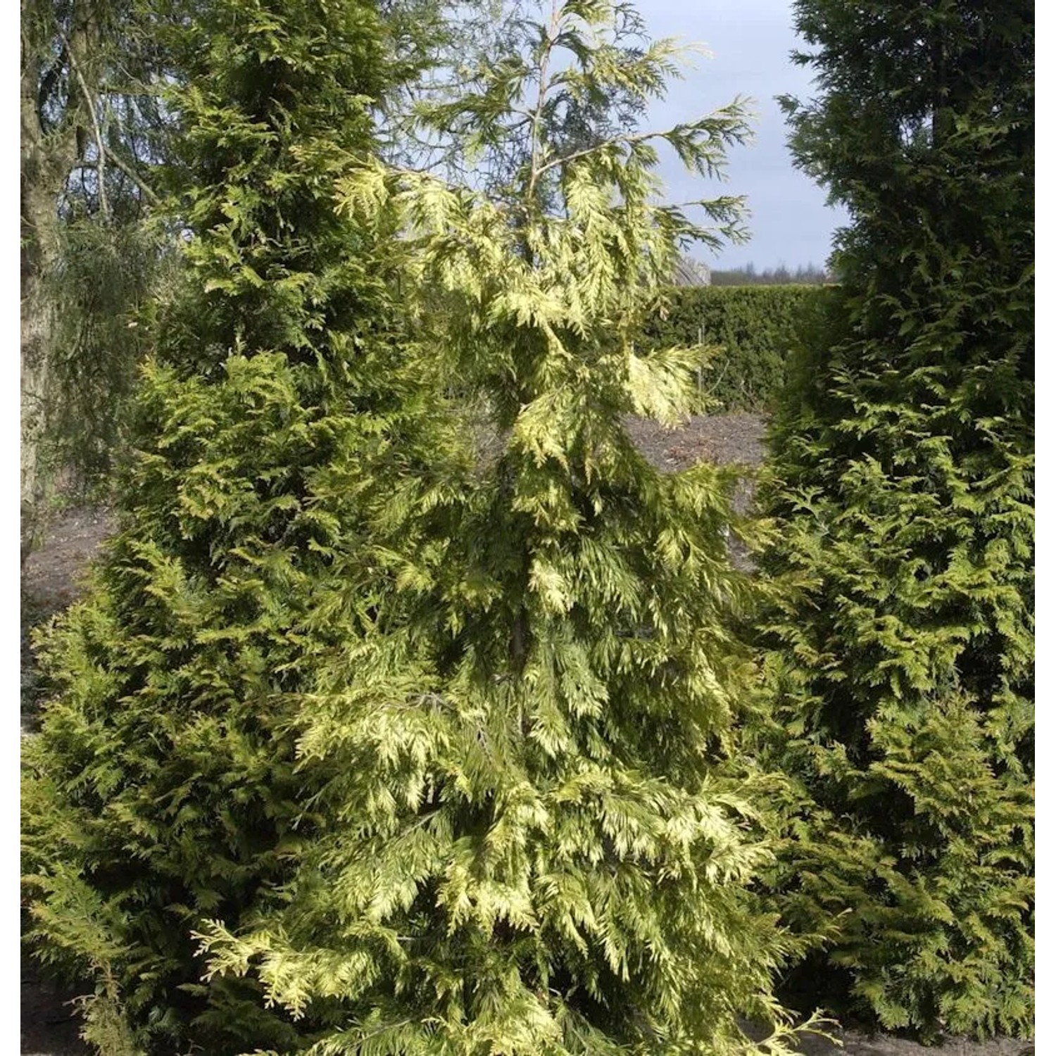 Lebensbaum Zebrina Extra Gold 100-125cm - Thuja plicata