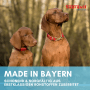 Zwei braune Vizslas, Welpe und erwachsener Hund, im Freien. Ideal für Supravit Hundenassfutter Rind.