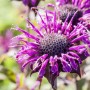 Violette Monarda Fistulosa 'Prärienacht' (Wilde Bergamotte) im 11x11 cm Topf.