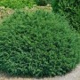 Runde, blaugrüne Chamaecyparis 'Tharandtensis Caesia' Heckenpflanze mit 50 cm Stammhöhe im Garten.
