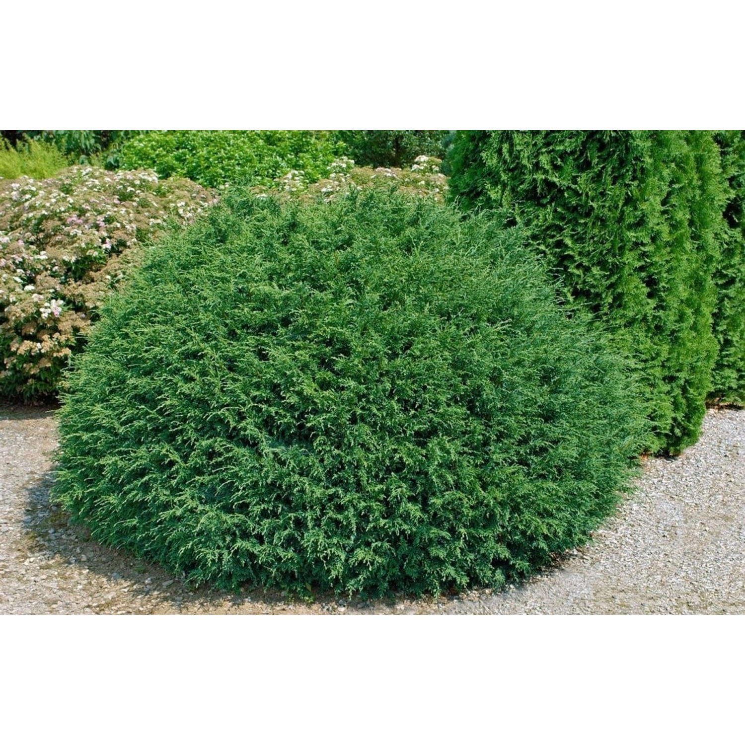 Chamaecyparis lawsoniana 'Tharandtensis Caesia' 50 cm Stammhöhe günstig online kaufen