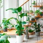 Zimmerpflanzen in Töpfen mit Seramis Pflanzgranulat 2,5 l in Wohnraum-Szene.