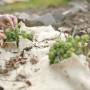 Winterschutzmatte aus Jute-Filz schützt Pflanzen im Garten vor Frost.