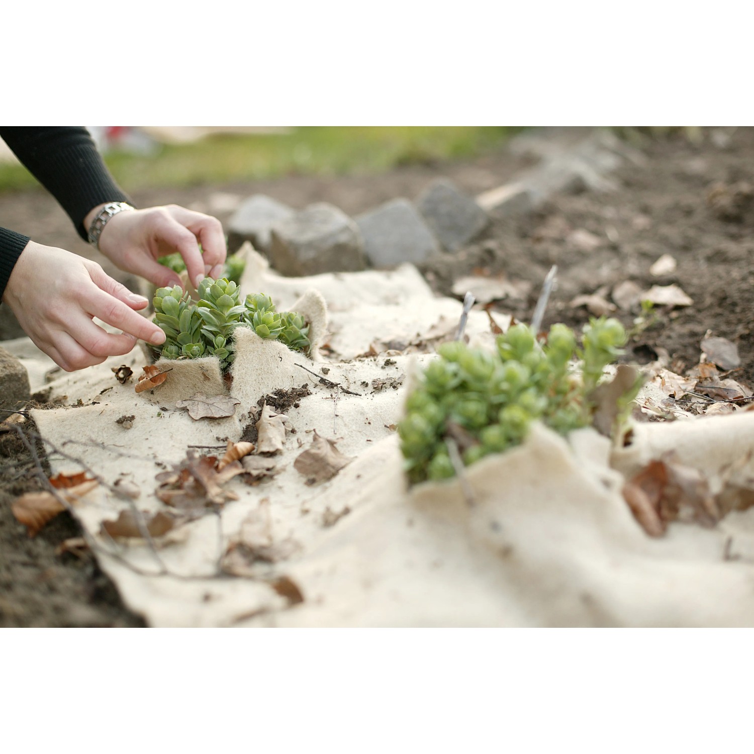 Winterschutzmatte aus Jute-Filz schützt Pflanzen im Garten vor Frost.