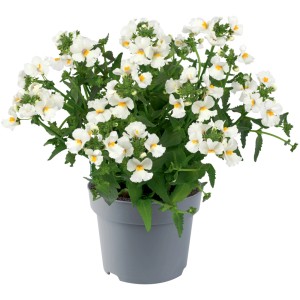 Elfenspiegel im Topf, Nemesia brachyscome mit weißen Blüten und gelber Mitte.