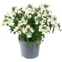 Elfenspiegel im Topf, Nemesia brachyscome mit weißen Blüten und gelber Mitte.