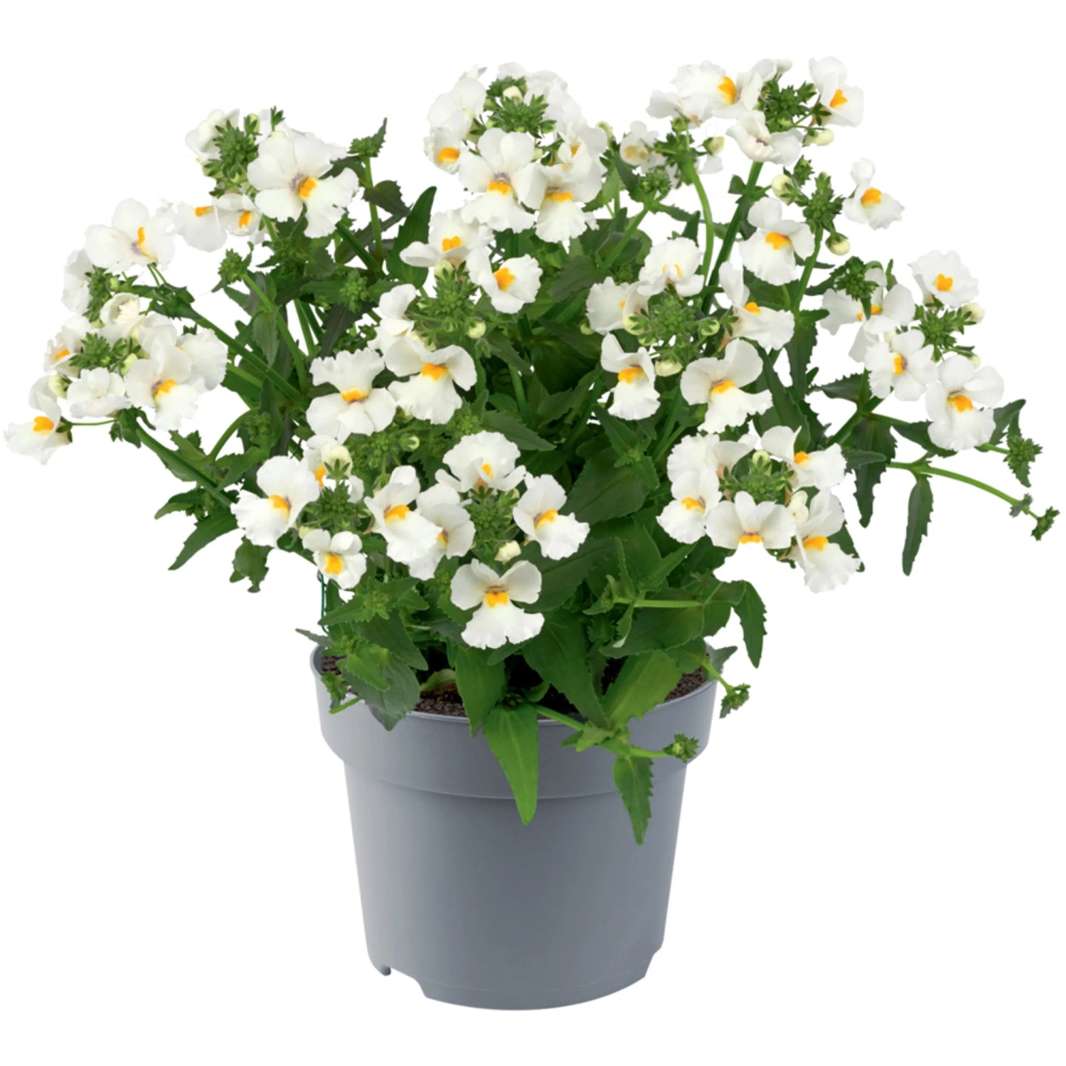 Elfenspiegel im Topf, Nemesia brachyscome mit weißen Blüten und gelber Mitte.