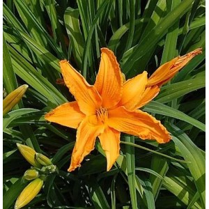 Orange Taglilie 'Burning Daylight' (Hemerocallis) im Gartenbeet.