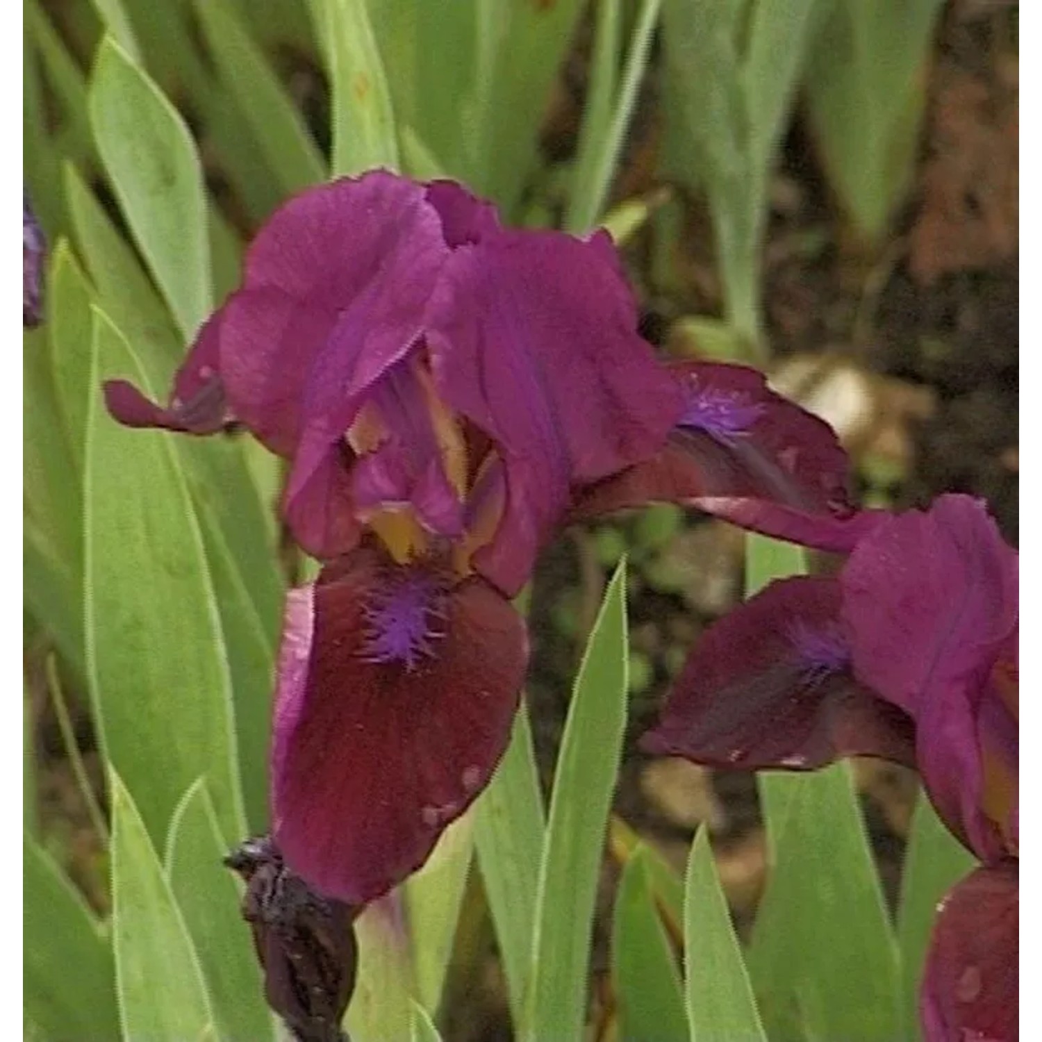 Zwergschwertlilie Bembes - Iris barbata