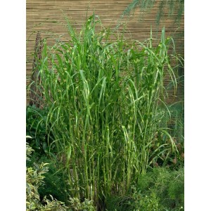 Auffälliges, gestreiftes Chinaschilf 'Giraffe' (Miscanthus sinensis) im Garten.