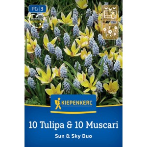 Kiepenkerl Blumenzwiebel Duo-Mix Sun & Sky: 10 gelbe Tulpen, 10 blaue Traubenhyazinthen blühend.