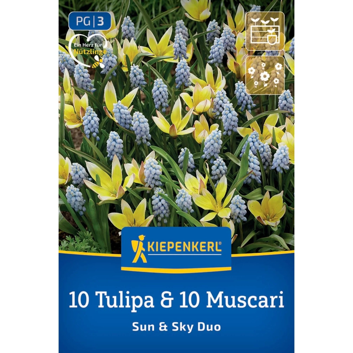 Kiepenkerl Blumenzwiebel Duo-Mix Sun & Sky 20 Stück