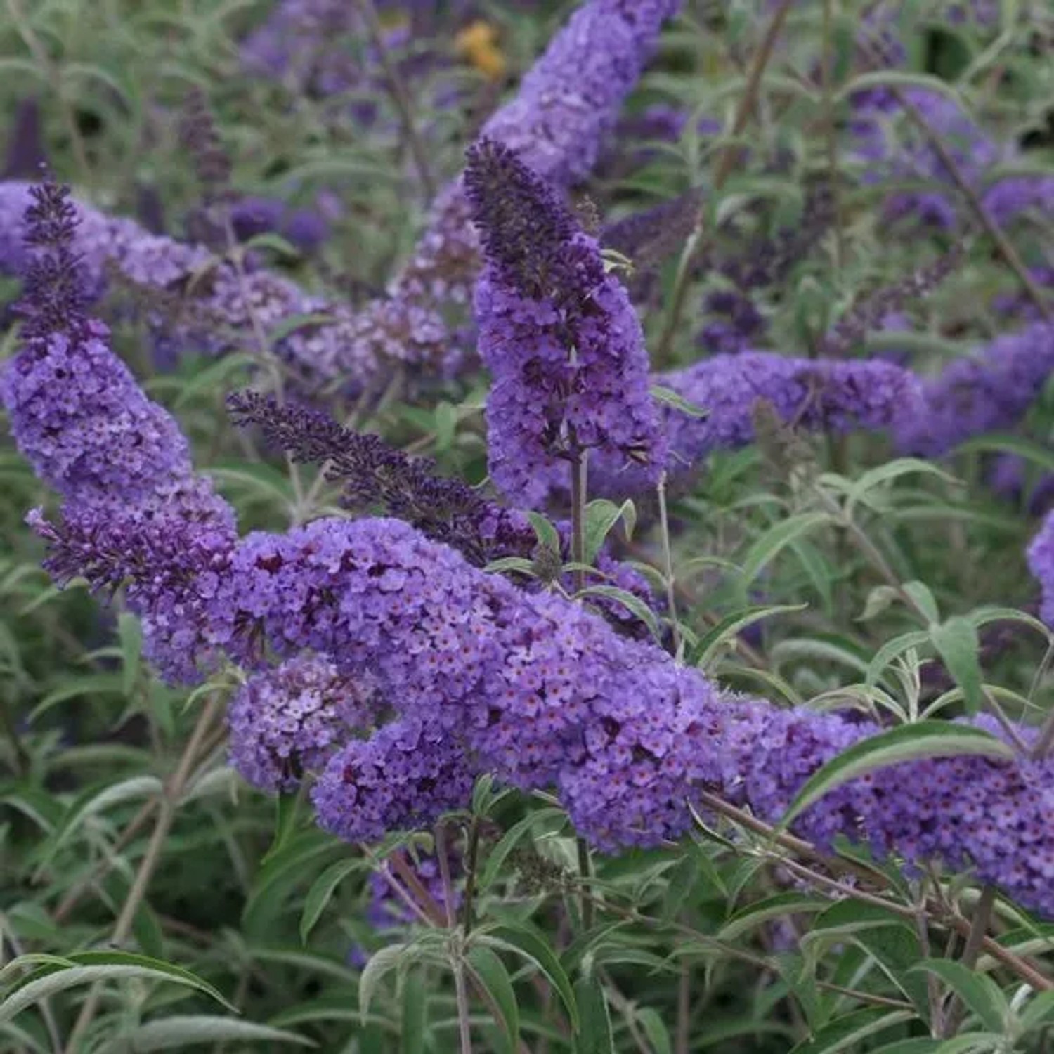 arborix Sommerflieder 'Nanho Blue' Buddleja Davidii 40 Bis 60 Cm Im Container Reichblühend