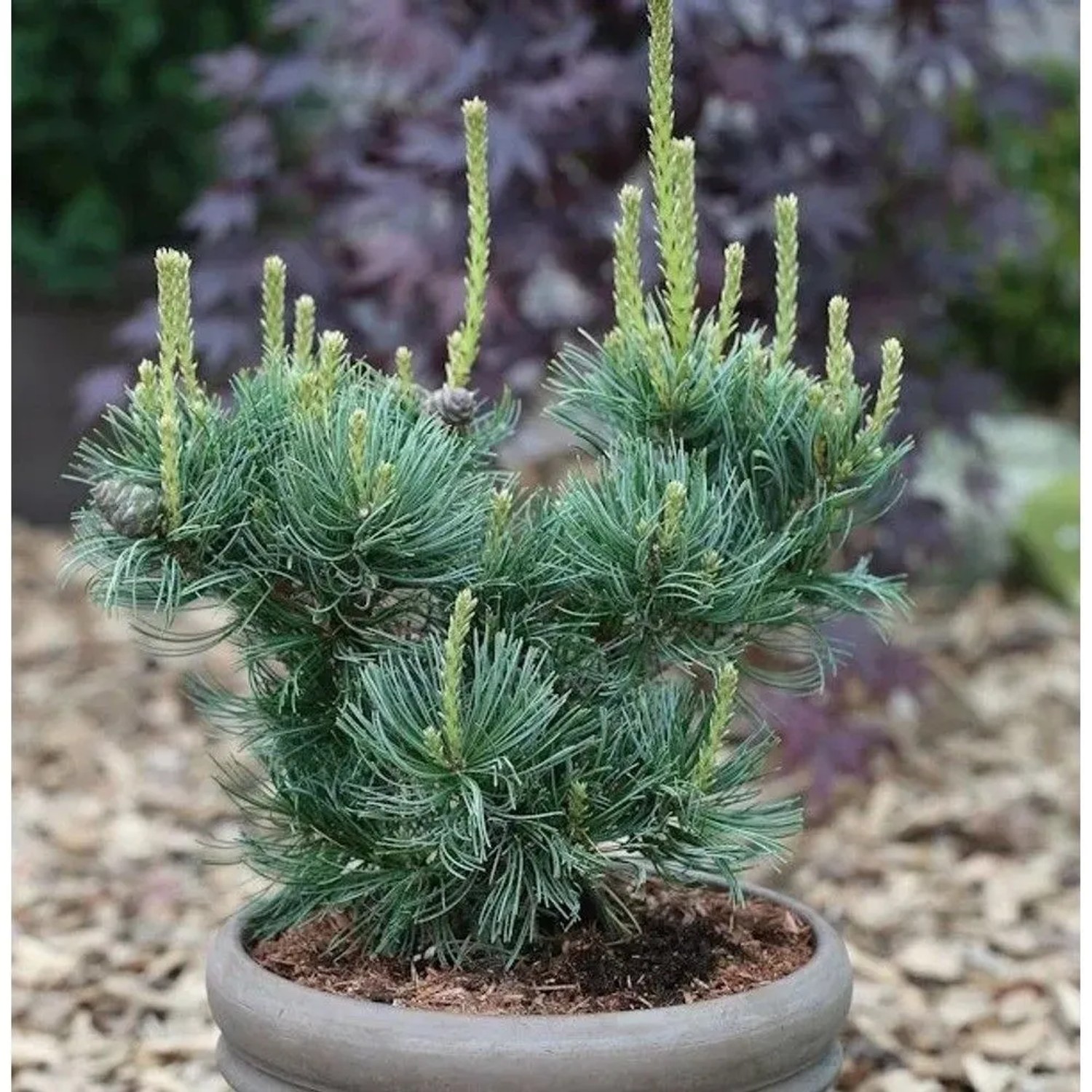 Mädchenkiefer Schoons Bonsai 50-60cm - Pinus parviflora