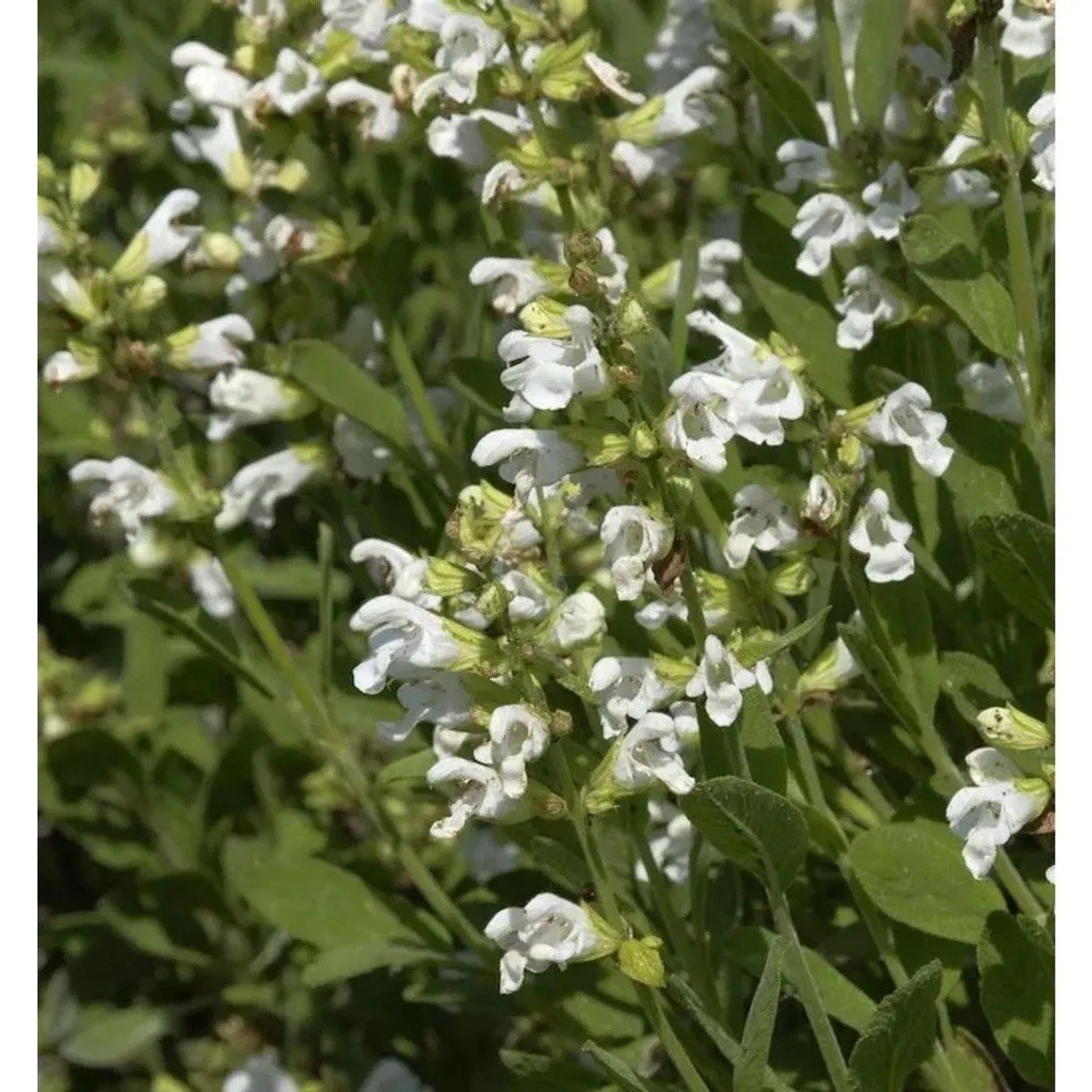 Echter Salbei Albiflora - Salvia officinalis