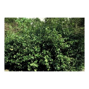 Foto von einem dichten, grünen Exotenherz Bodendecker (Kriechspindel Euonymus Fortunei Coloratus).