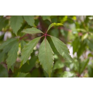 Nahaufnahme von grünem Blattwerk des Wilden Weins (Parthenocissus Quinquefolia Engelmannii).