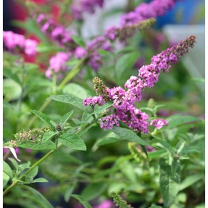 Zwerg Sommerflieder 'Pink Micro Chip' mit pinkfarbenen Blütenständen und grünen Blättern.