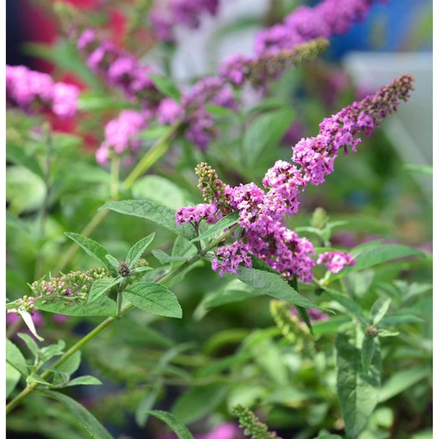 Zwerg Sommerflieder Pink Micro Chip 30-40cm - Buddleja günstig online kaufen