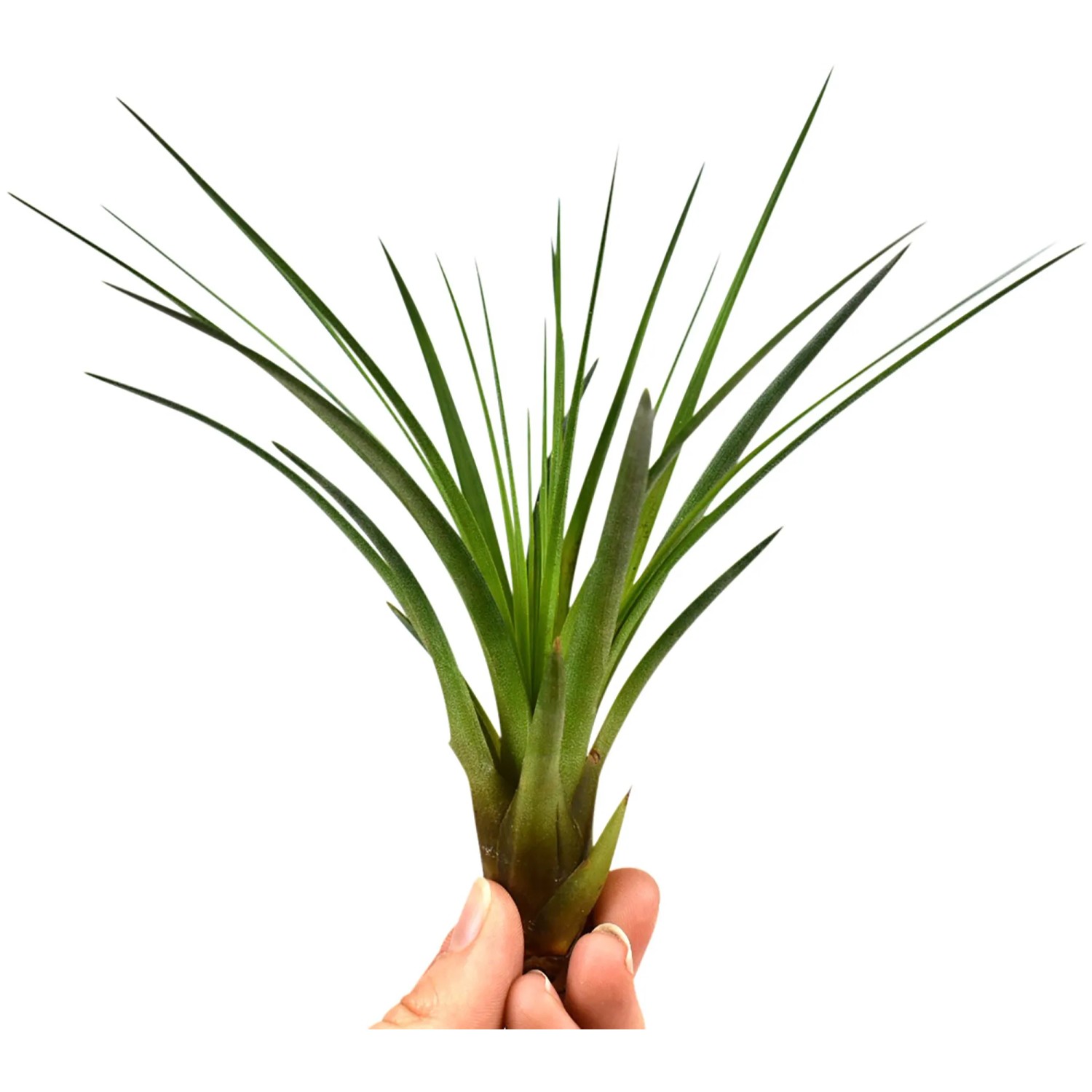 Kleine, grüne Tillandsie (Höhe ca. 4 cm) in der Hand, geeignet für helle Standorte und Feucht-Terrarien.