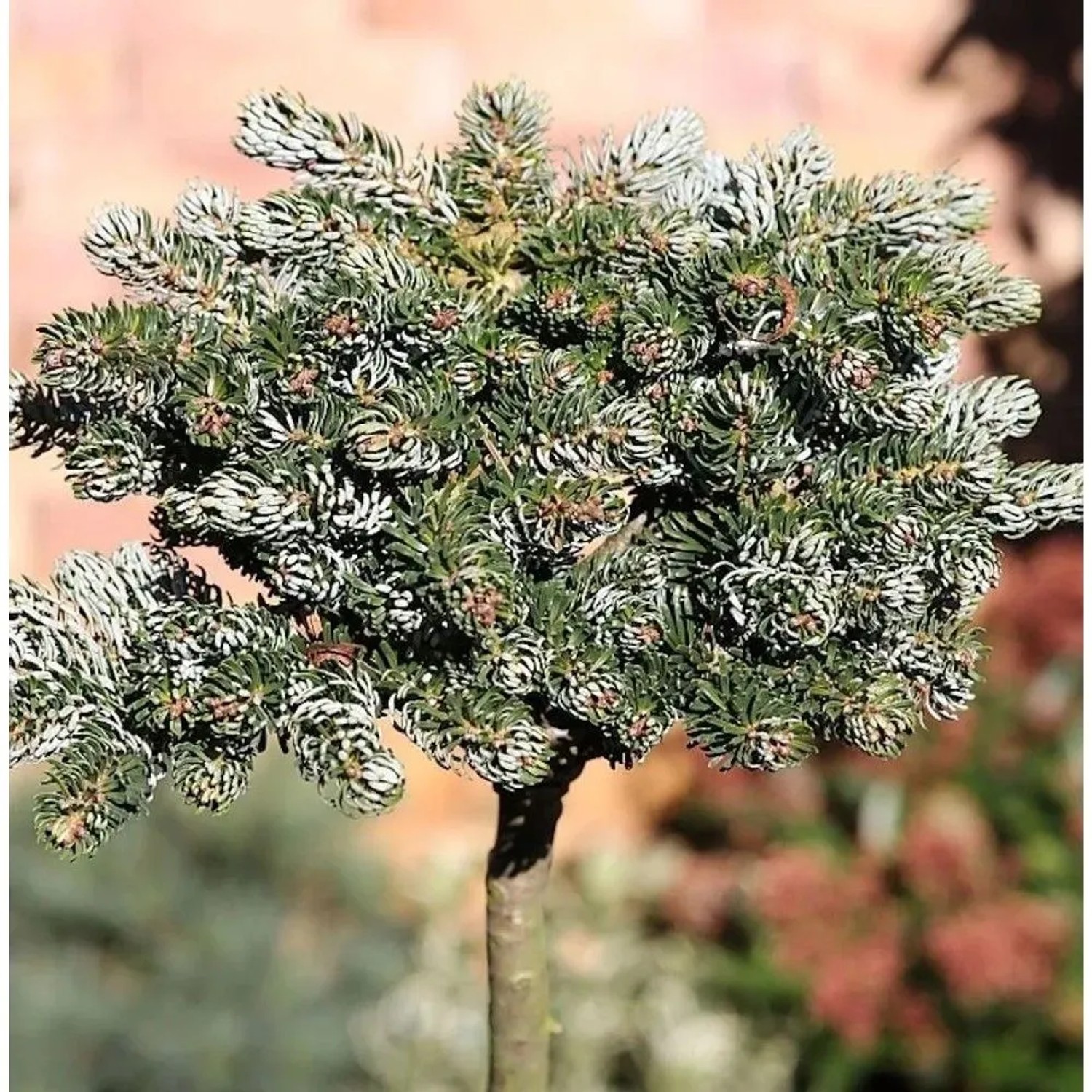 Hochstamm Koreatanne Kohouts Icebreaker 60-80cm - Abies koreana