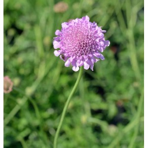 Nahaufnahme einer rosa Tauben-Skabiose (Scabiosa columbaria) im Garten.
