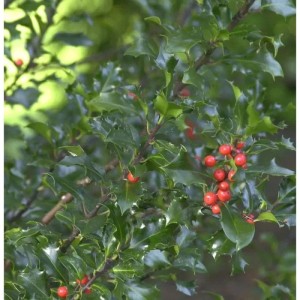 Hochstamm Stechpalme Ilex Blue Angel 40-60cm - Ilex meserveae