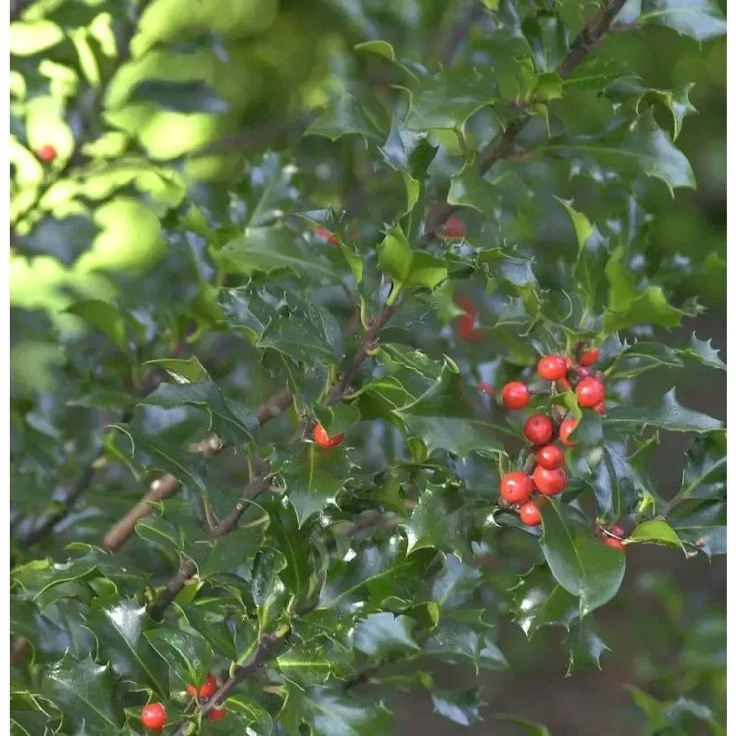 Hochstamm Stechpalme Ilex Blue Angel 40-60cm - Ilex meserveae
