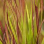 Detailaufnahme des roten Japanischen Blutgras (Imperata Cylindrica Red Baron) im Topf.