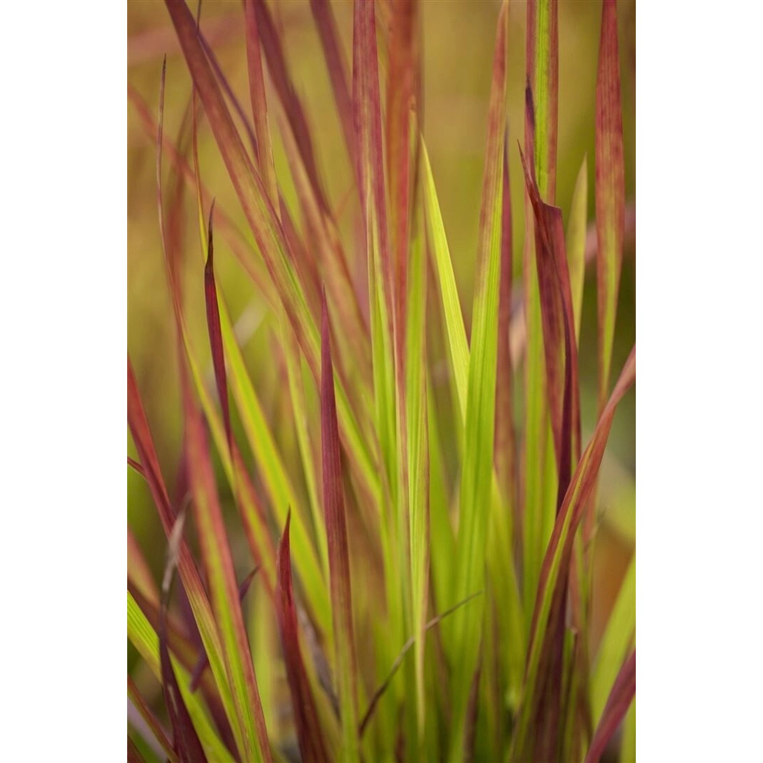 Imperata Cylindrica Red Baron Japanisches Blutgras Ca. 9x9 cm Topf günstig online kaufen