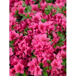 Rosa Rhododendron Obtusum Michiko Azalee, buschige Pflanze mit üppigen Blüten.